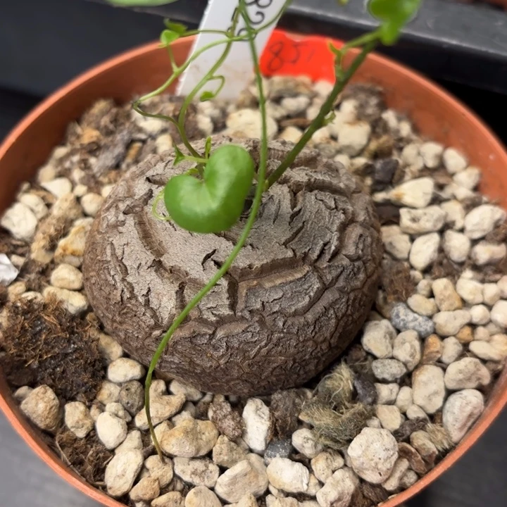 829号龟甲龙带盆包邮不退不换