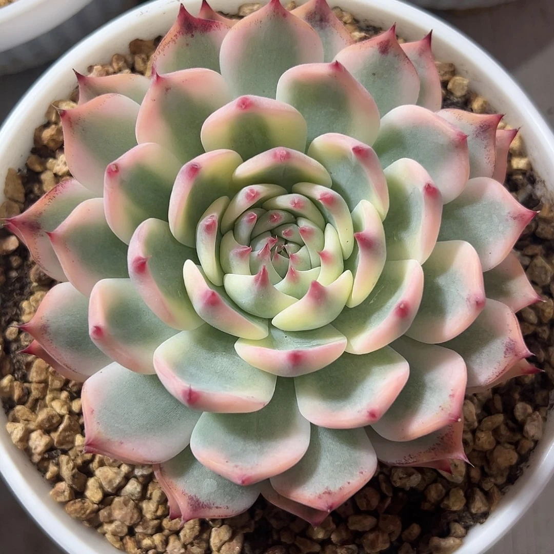 吉娃娃锦多肉植物