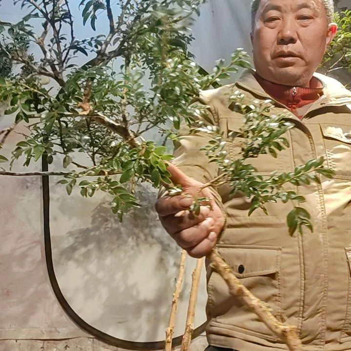 完全开放黄杨木梁: 手机号码