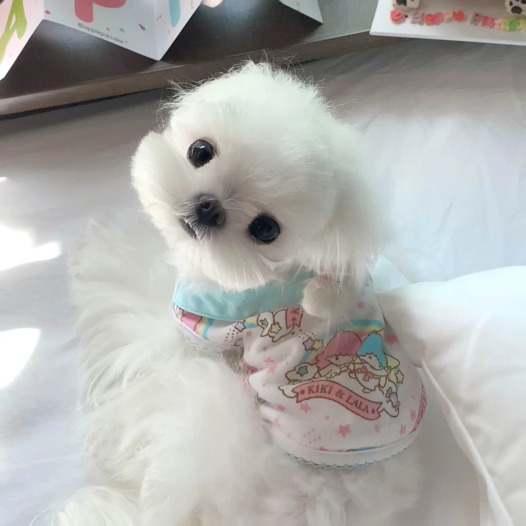 Purbe噗比双子星宠物衣服弹力背心狗狗夏日t恤可爱小型犬猫咪