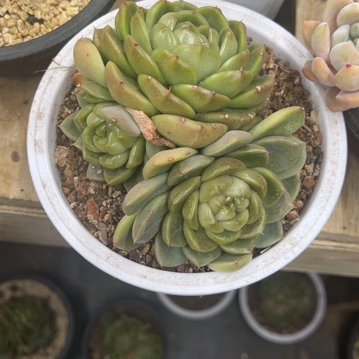 皮埃拉 群生 夏鸣园艺