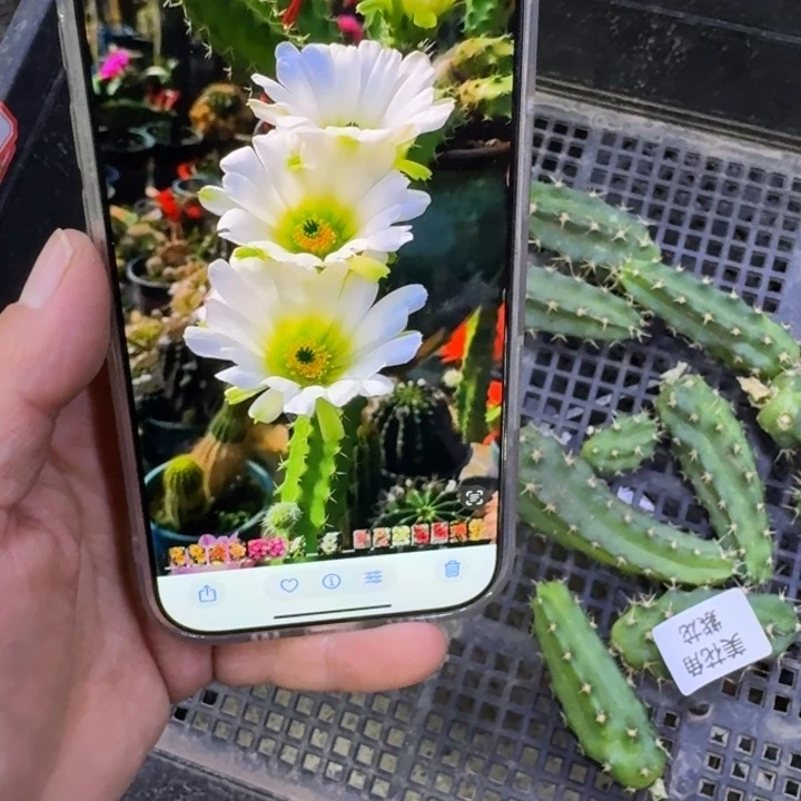 323白美花角无根侧牙小一个,20包邮
