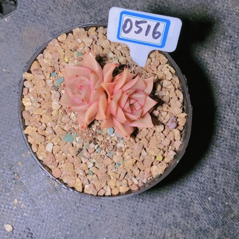 【闪购商品】非*0516寄养