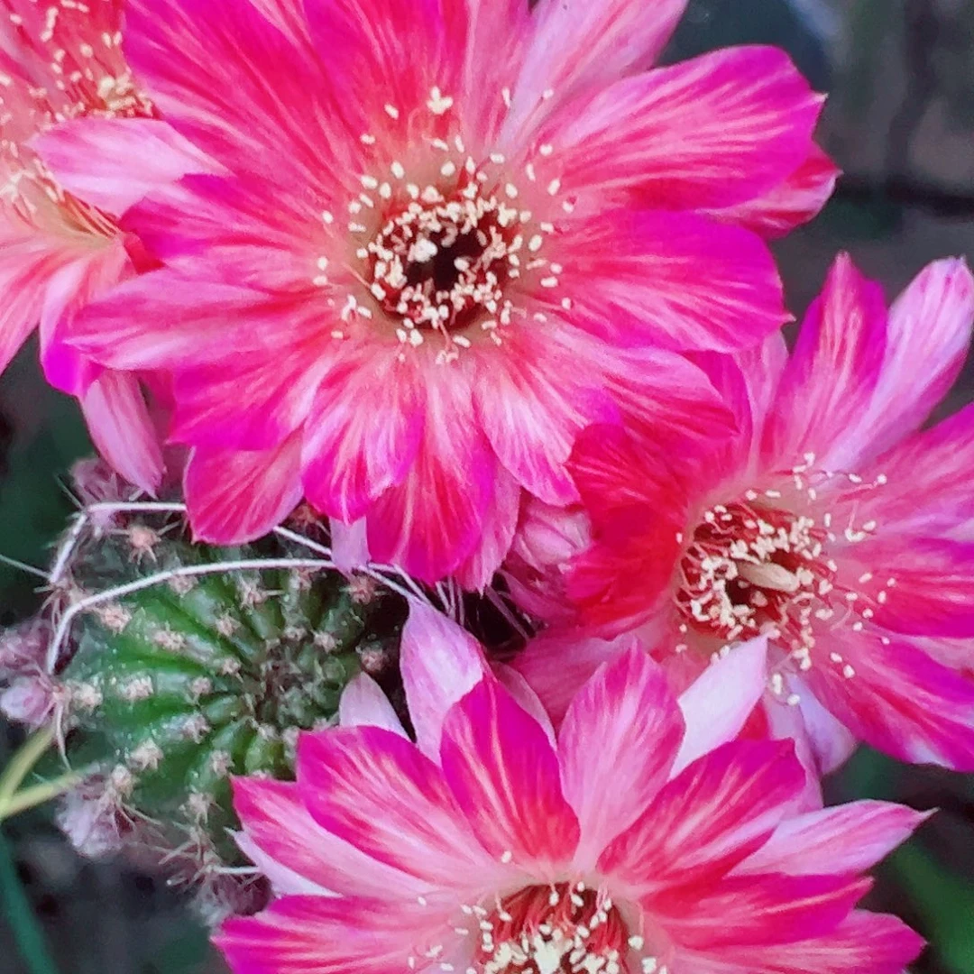 丽花 曼朵拉 侧芽 满20包邮