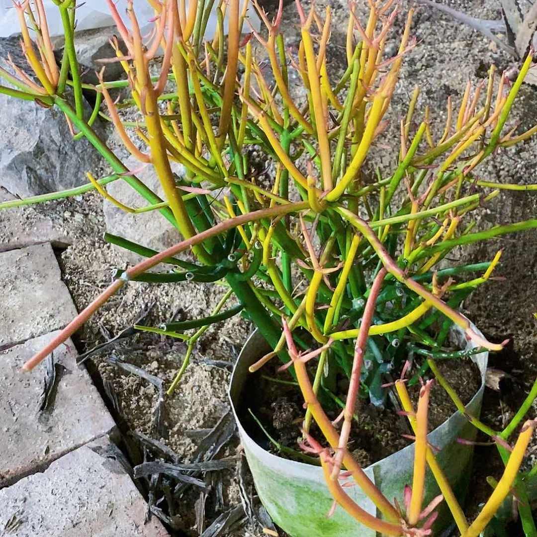 光棍树一颗11111