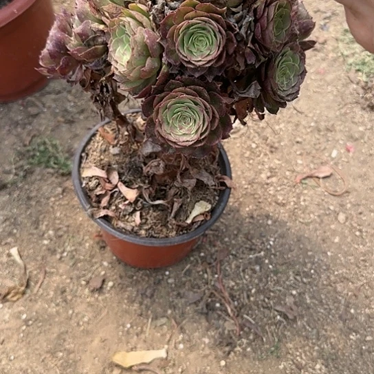 包邮送一颗加急发明天早上