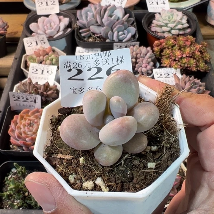 蜜多丽一物一拍多肉满20元包邮