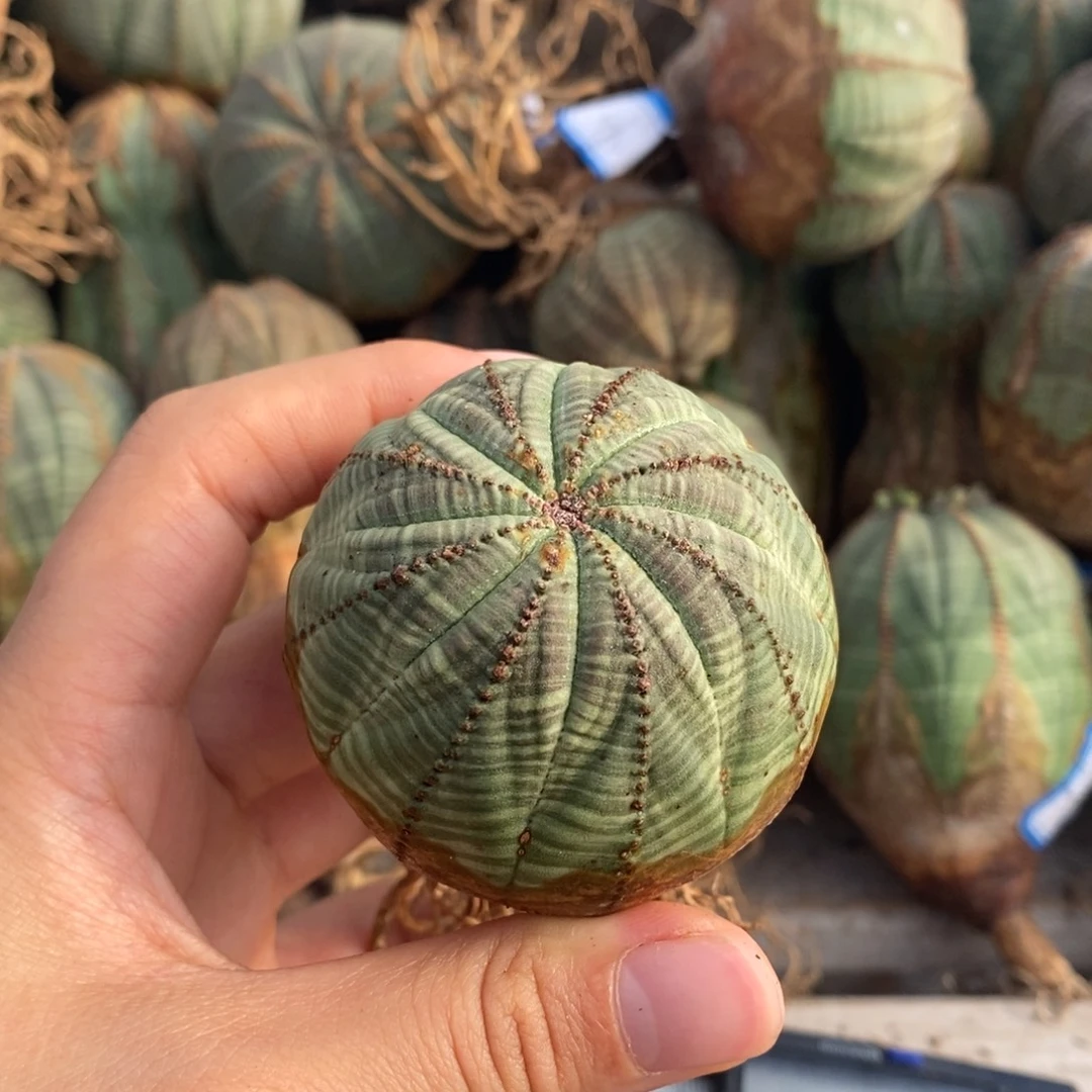 10欧系实生布纹球一物一拍