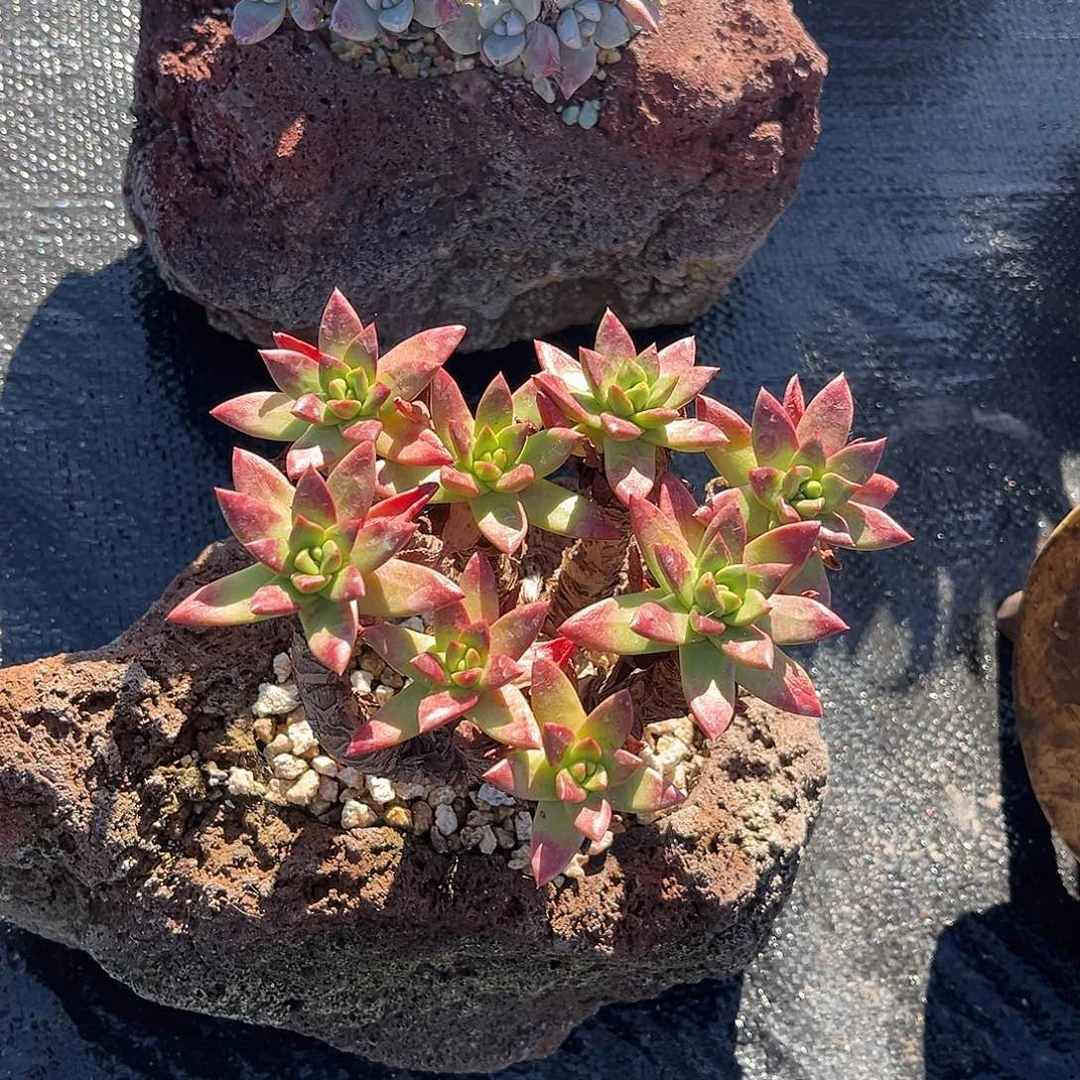 小鹿多肉一物一拍