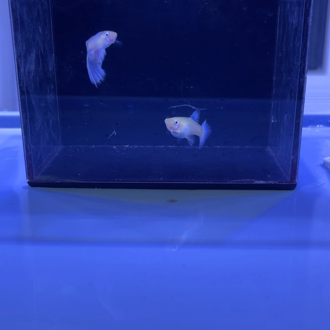 孔雀鱼拉住丽紫尾一对开箱视频报损