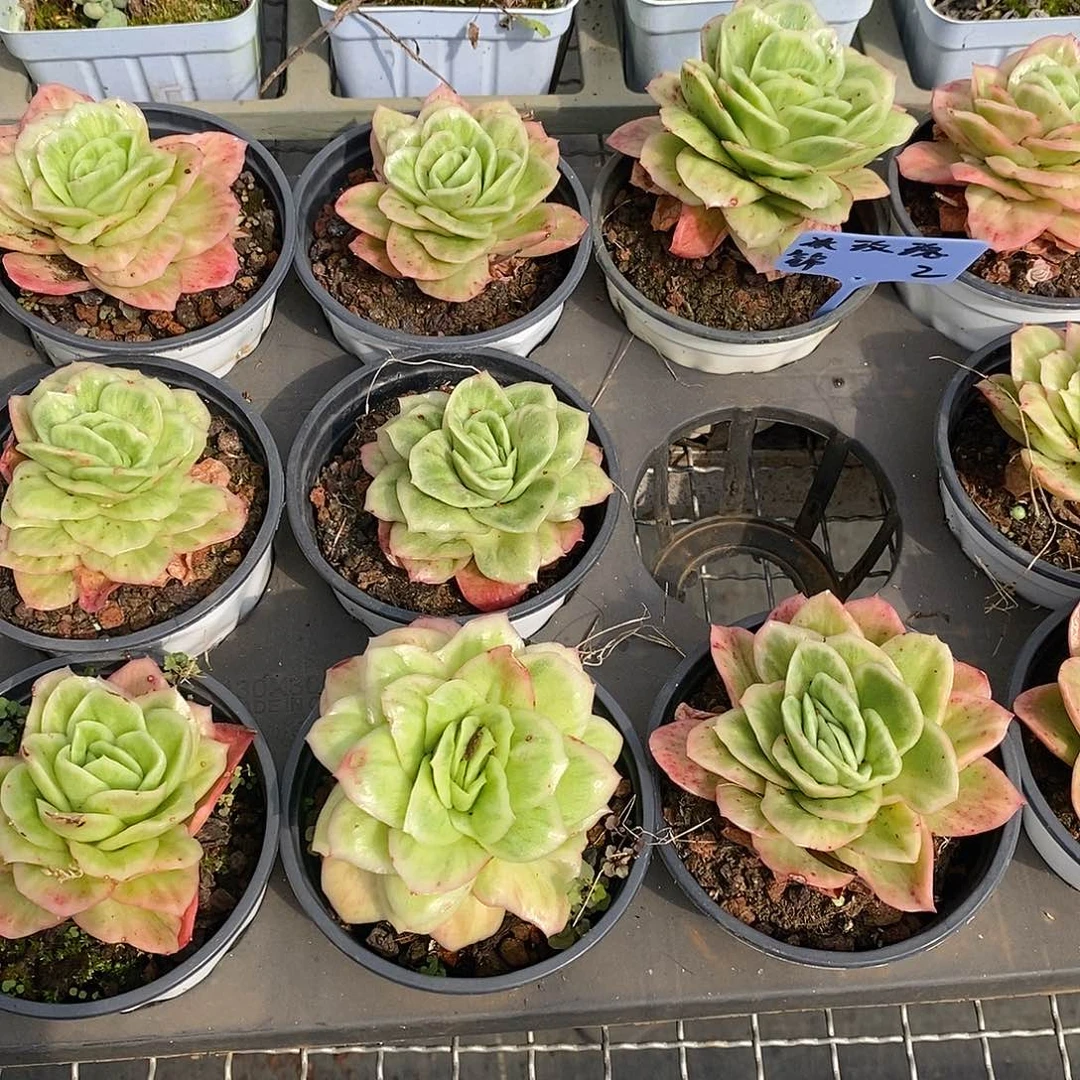 团冰玫瑰单头，福利