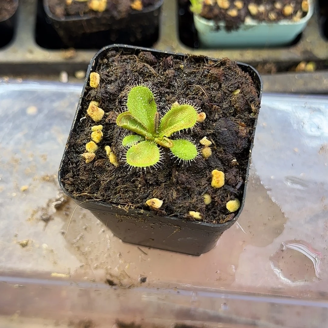 完全开放硕大马格南