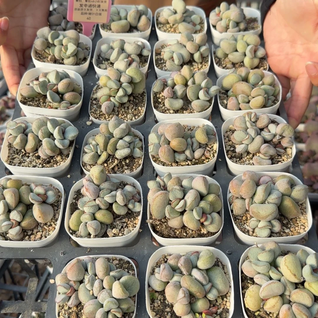 单颗硬叶白蛋量拍链接