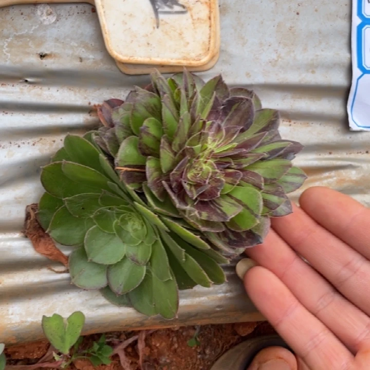 花月夜缀化法师锦锦