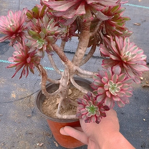 619紫霞仙子多肉植物