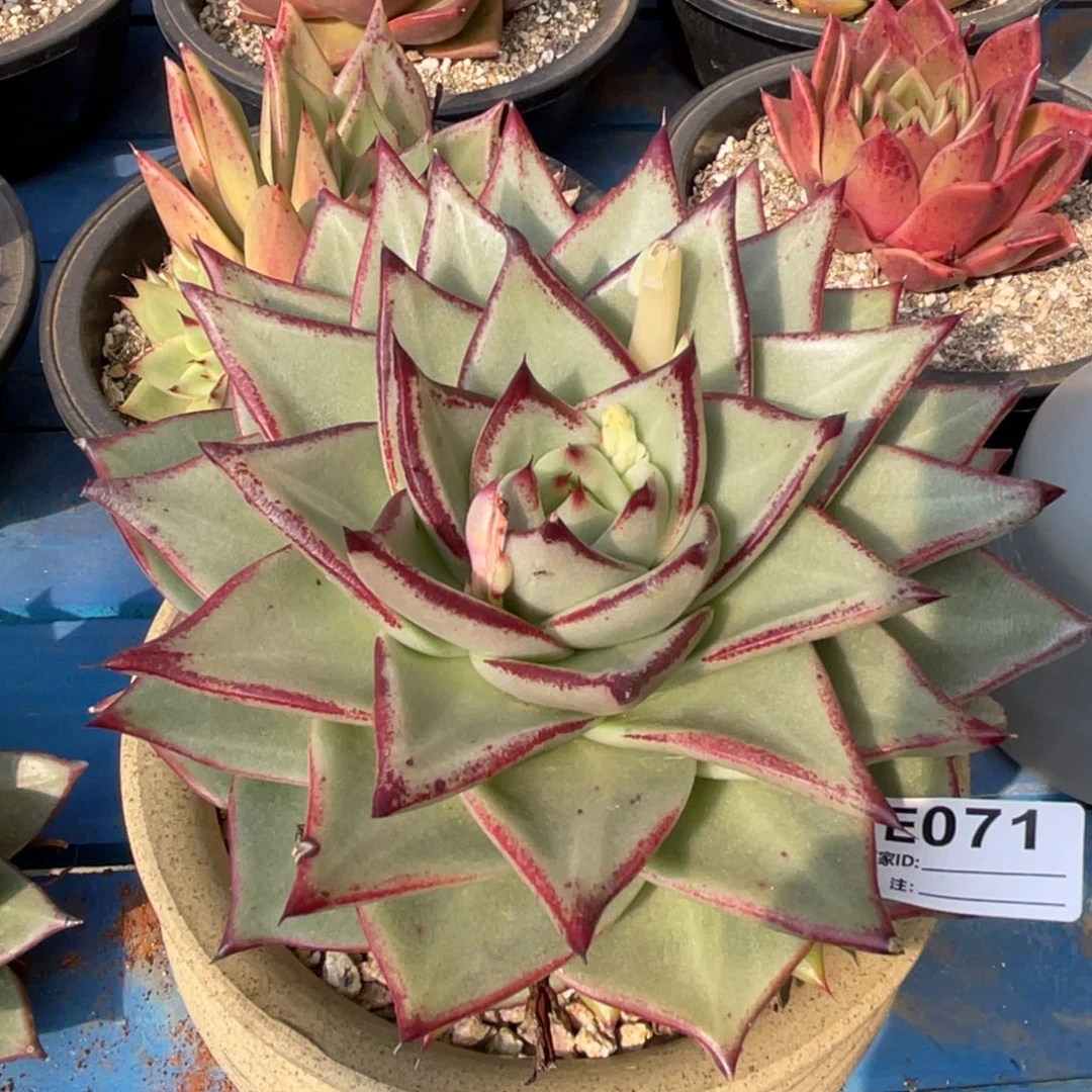 无花朵若如东云单拍E071