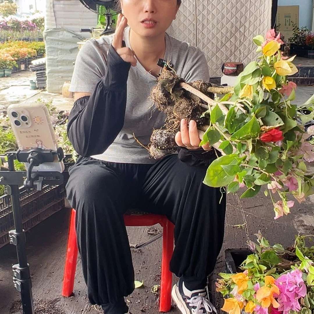 大部分花苞少量开放三角梅蛋糕苗10棵（品种会重复）