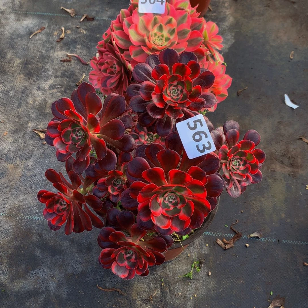 【闪购商品】564。563