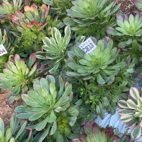 833万彩灯不包断枝