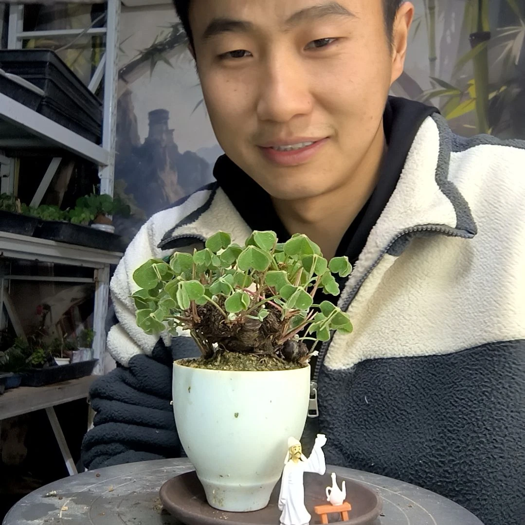 给****糕中青园艺一物一拍169