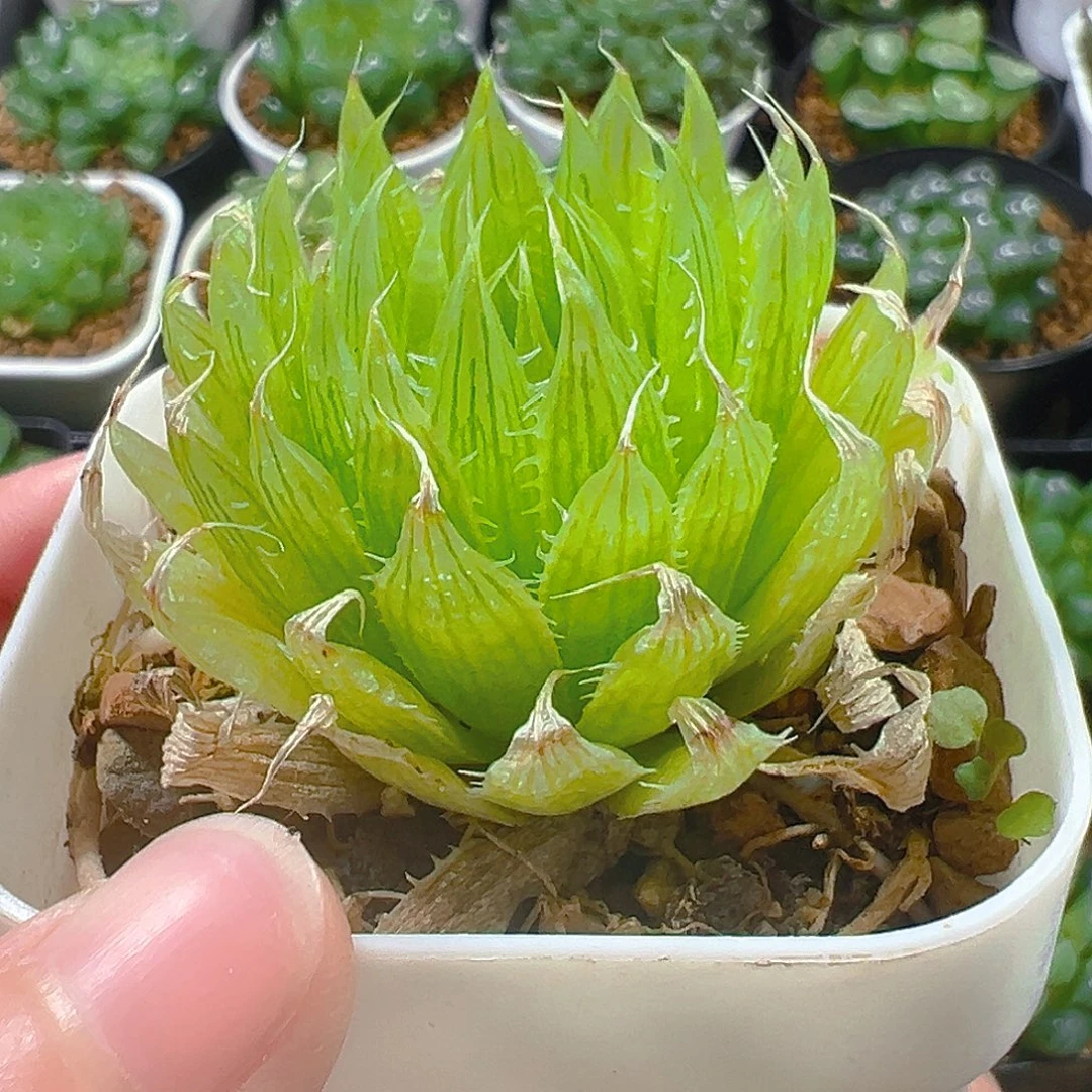 5416玉露多肉植物一颗