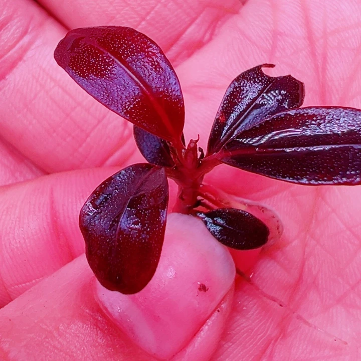 辣椒6号福利价植物一头