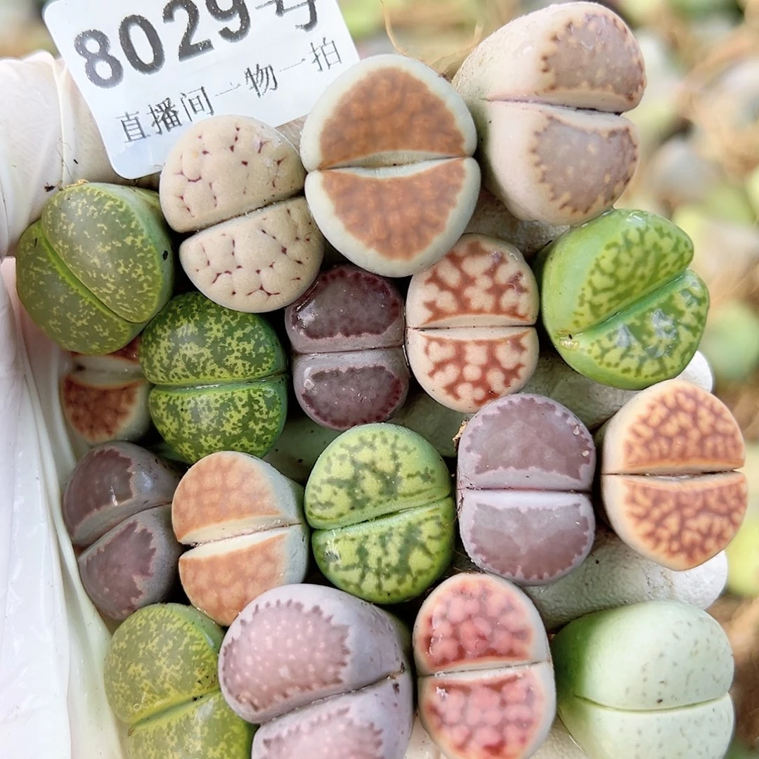 8029 好养易活生石花大母本18个