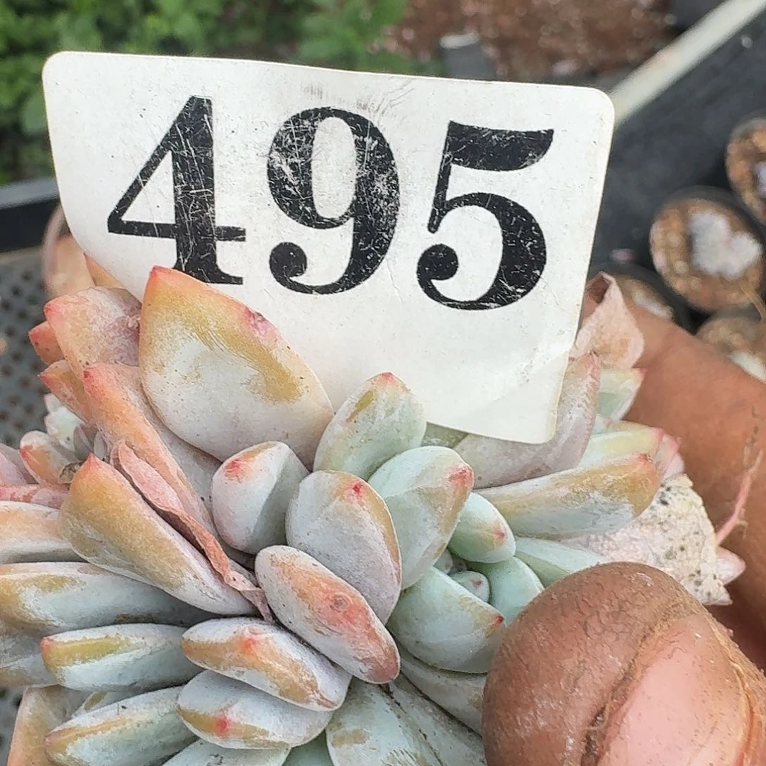 用****93466464616164646464