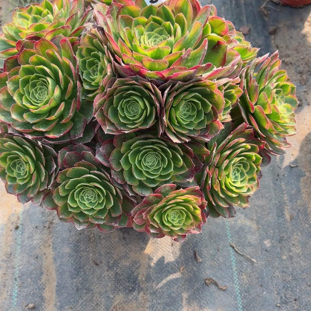 雅**风962奶白锦多肉法师