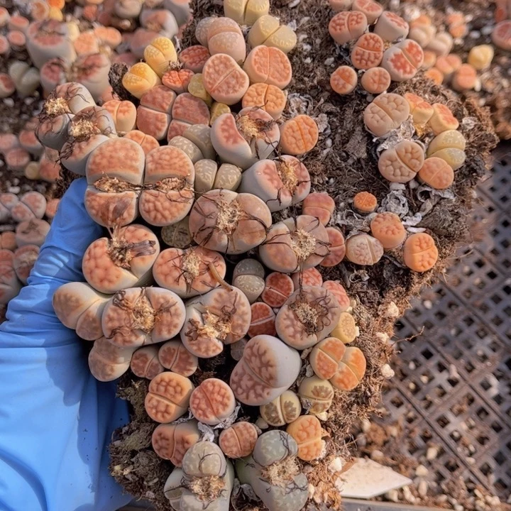 263号88888888888888