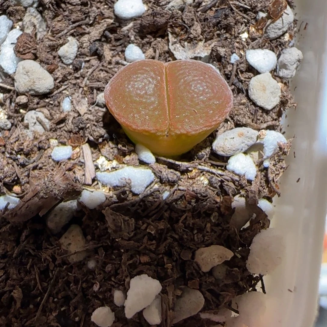 肉锥多肉植物百科-红体矮胖229