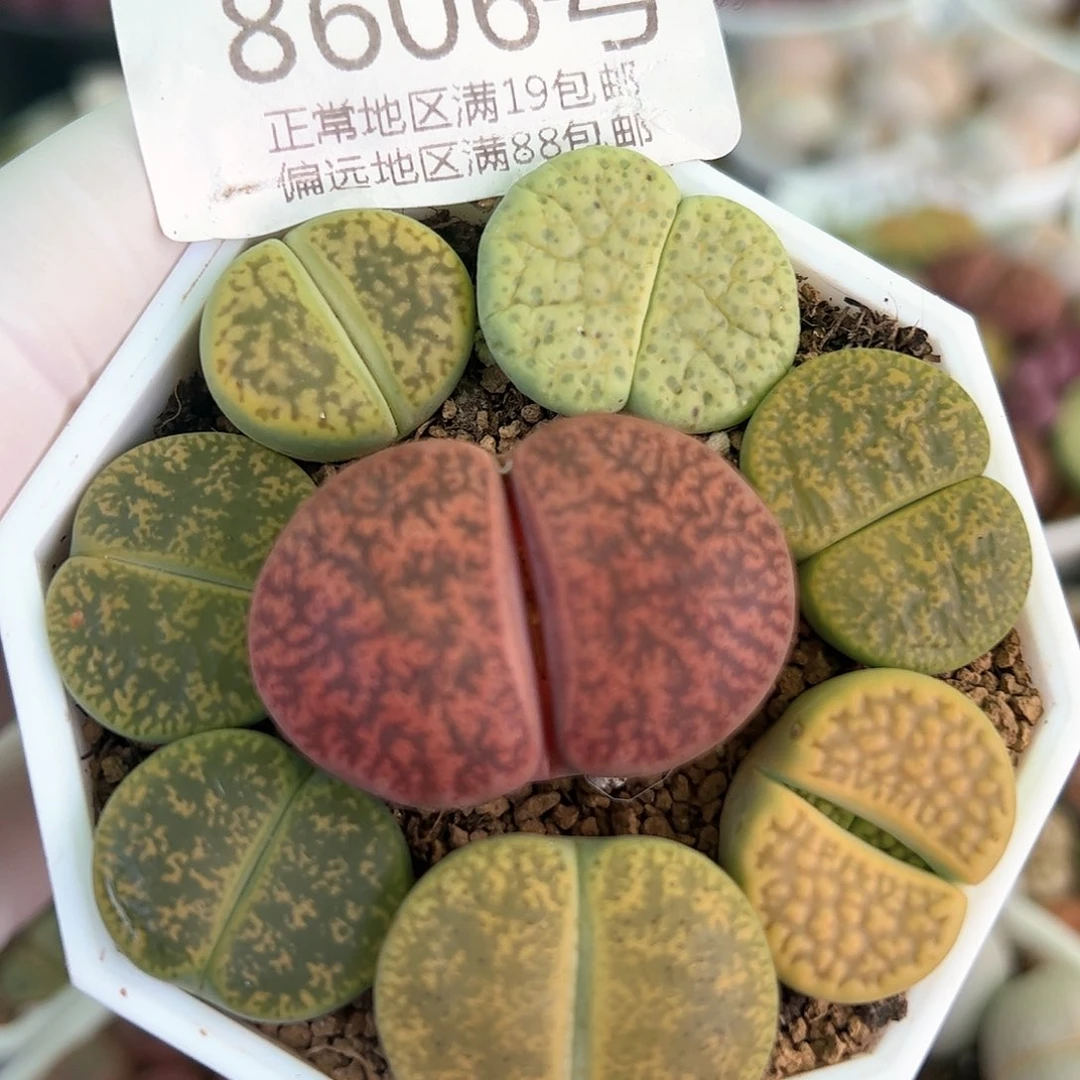 好养易活生石花大母本8606