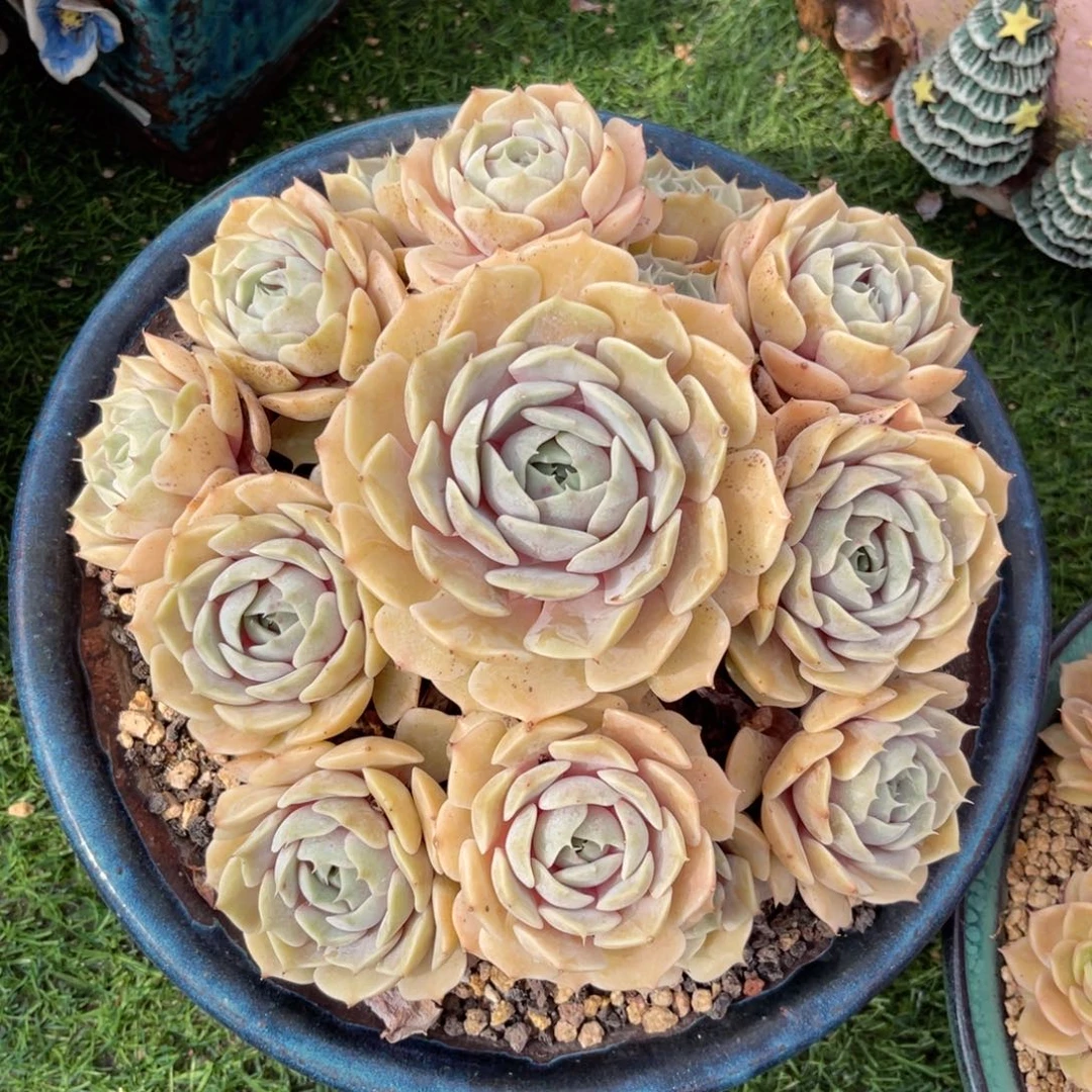 劳拉无砍一物一拍
