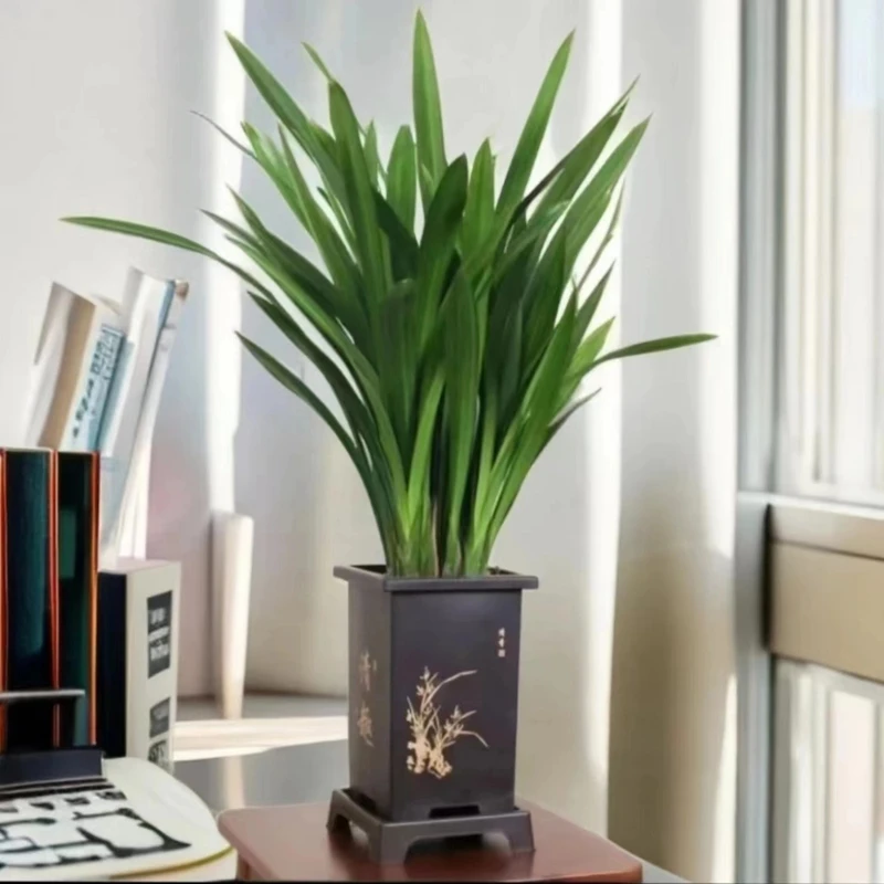 【墨兰】耐寒高档兰花苗墨兰企黑浓香型室内客厅四季好养开花盆栽