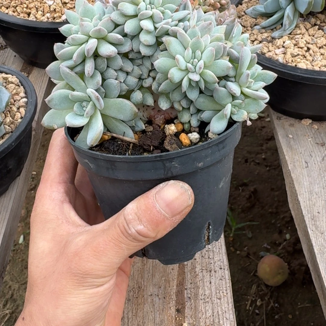 星影树缀无砍多肉17头带缀