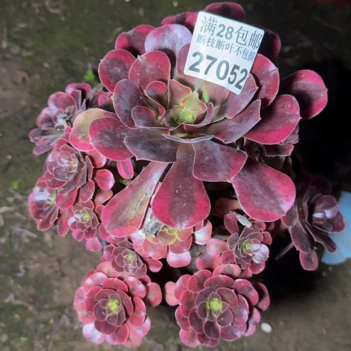 27052美杜莎多肉植物