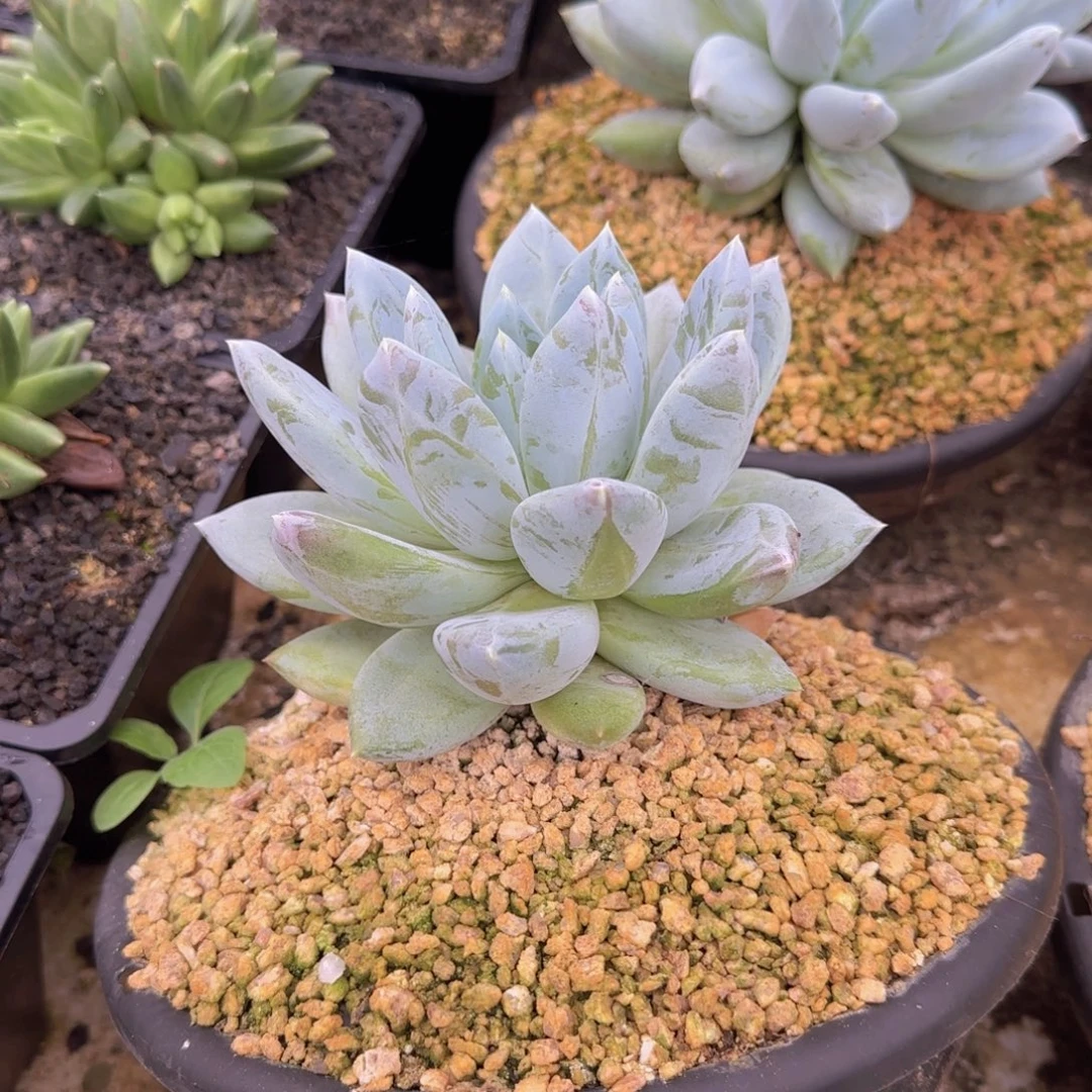 蓝***空蓝色天空姐姐多肉植物