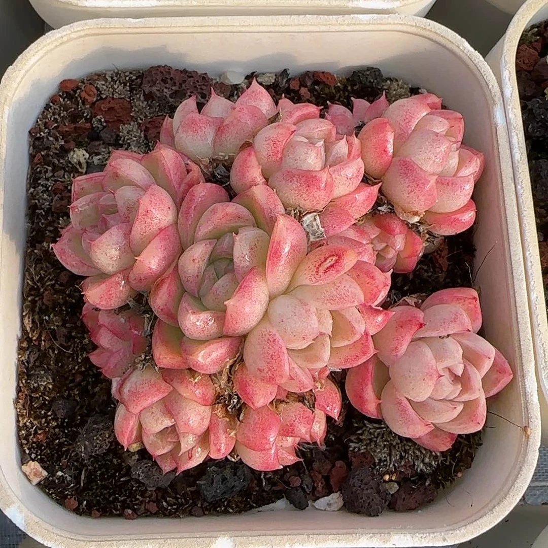 从前慢甄选多肉编号女王玫瑰