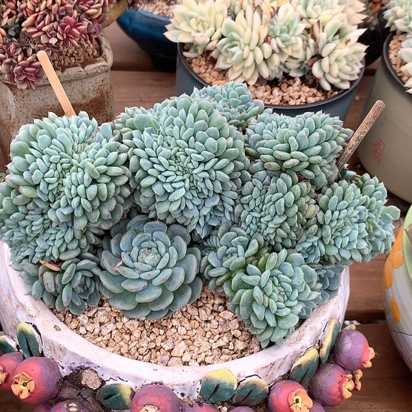 【闪购商品】白胖子