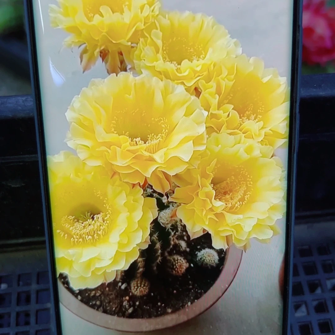 下92彩草娇媚歪无根侧芽4公分左右20包邮