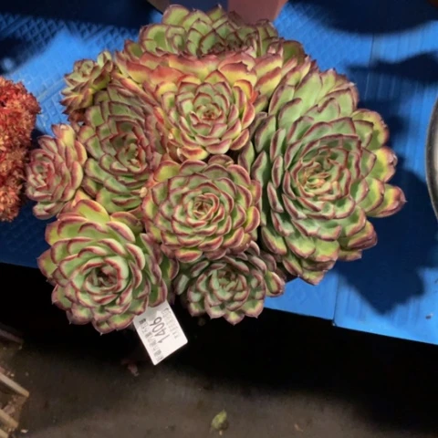 1406肉酱玫瑰多肉