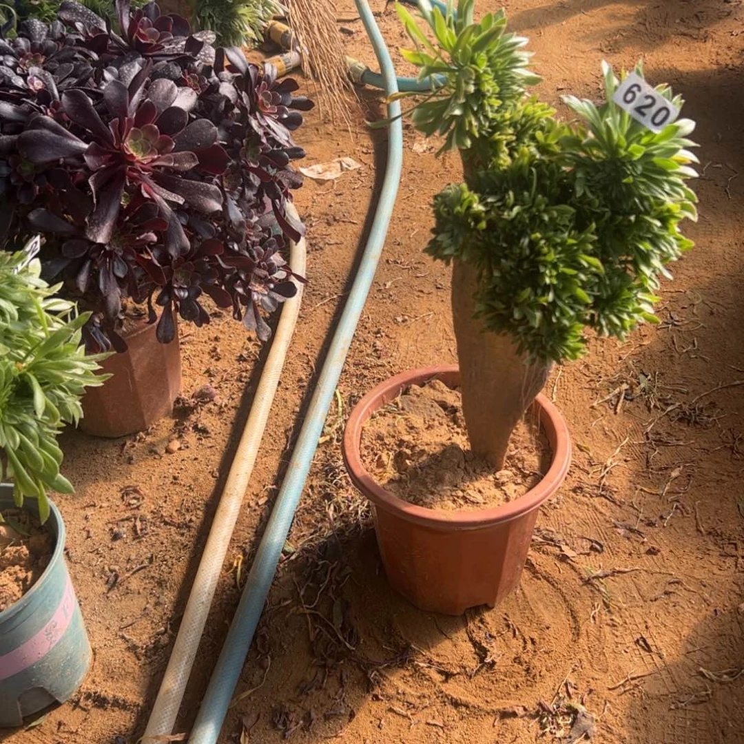 绿瑶620高37厘米