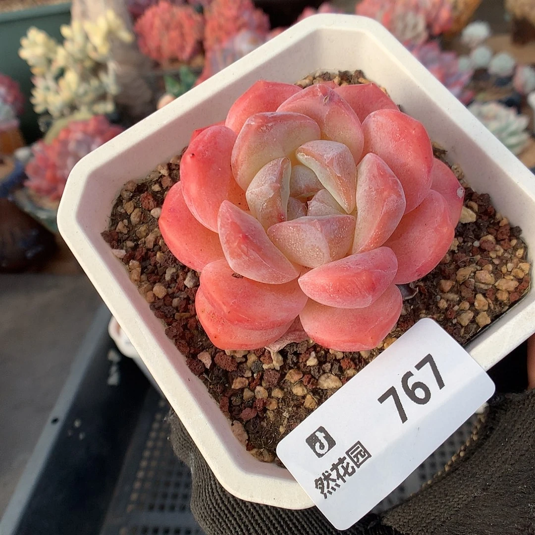 676糖心多肉植物666666