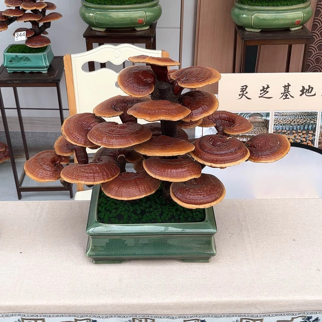 无花朵万事如意8888888888888