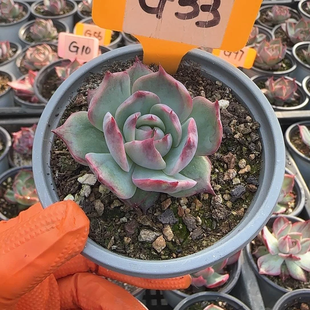 熊***毛G33惊鸿单头多肉