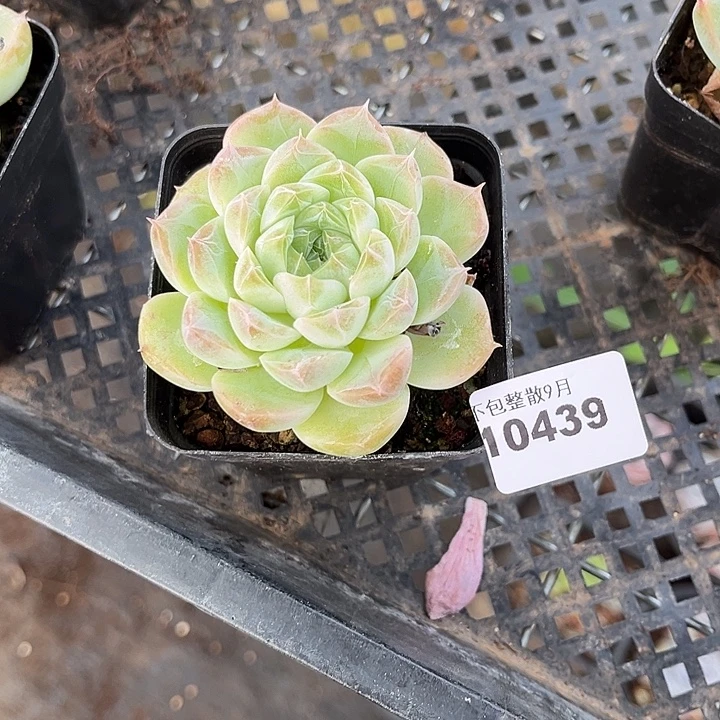 阿雅园艺。         439麦秆