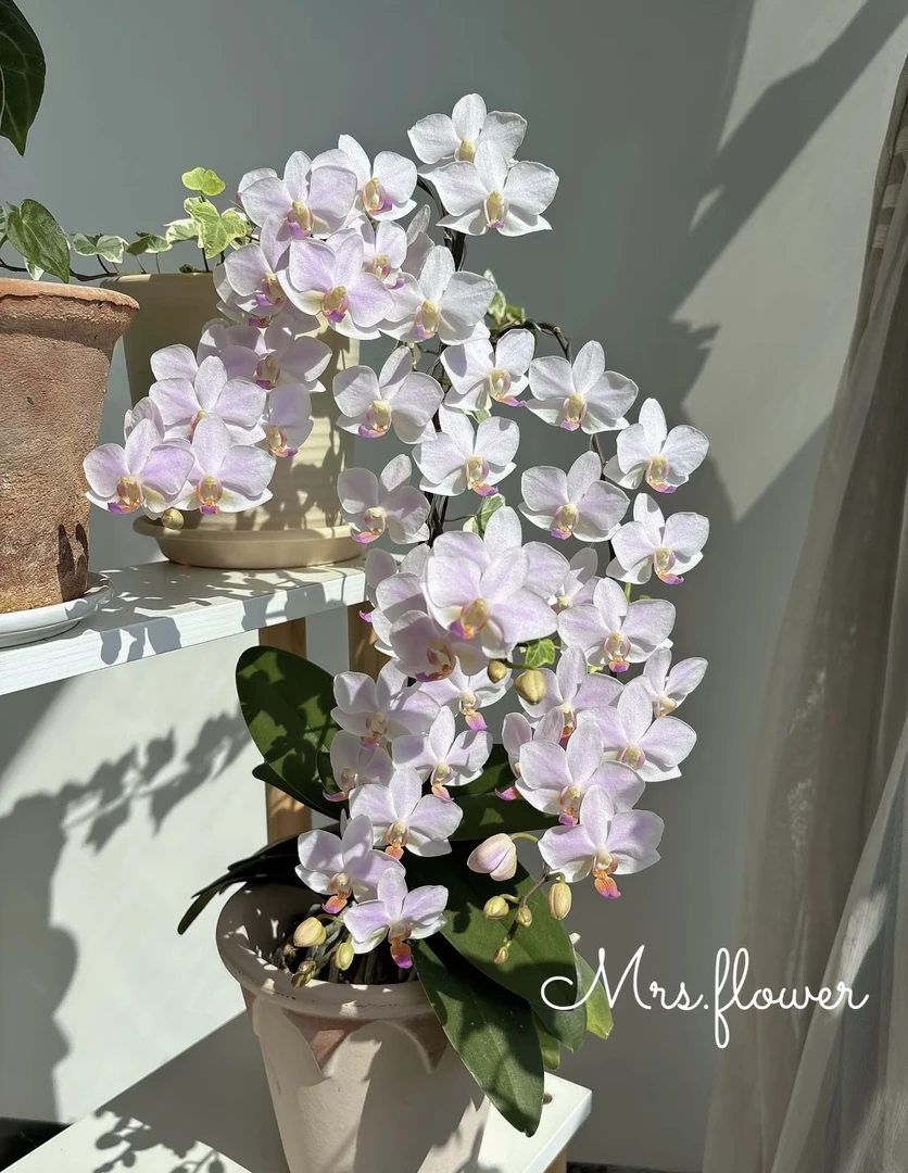 《残雪》蝴蝶兰2.8寸不带剑，夏花型蝴蝶兰爆花机器