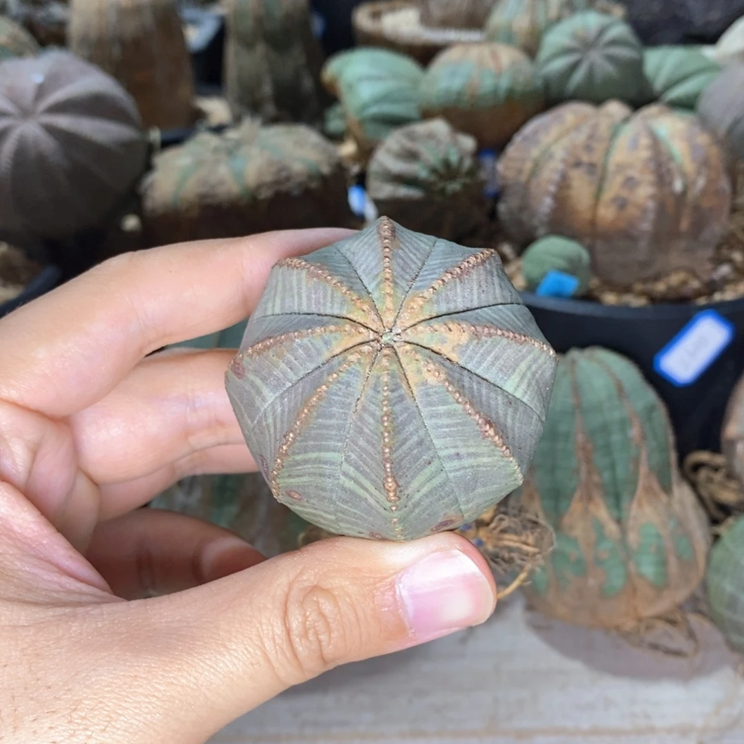 3 欧系实生布纹球多肉植物