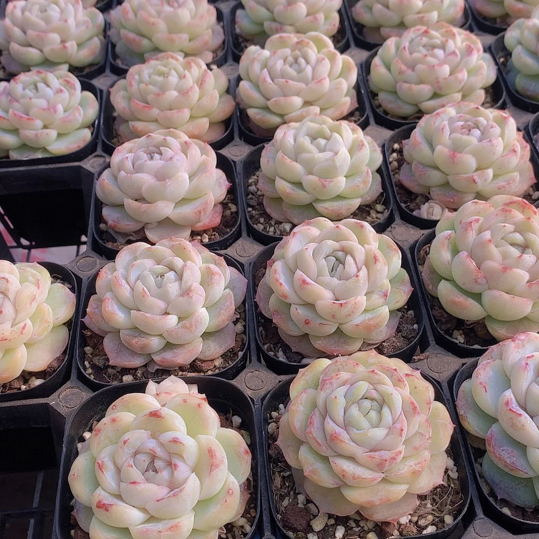 两颗玛奇朵13567889990000