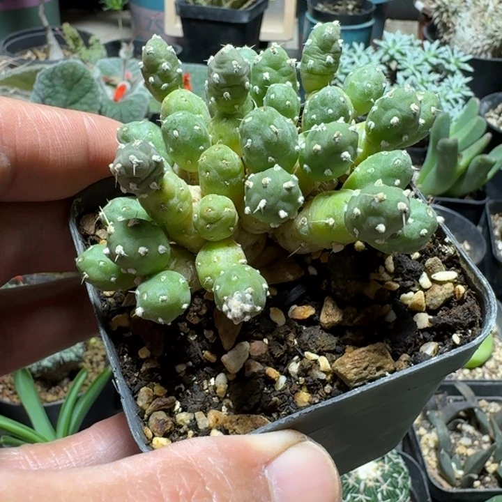 翼***神597罗西安娜带盆发货